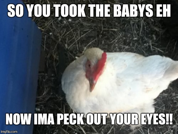 Angry Chicken Boss Meme | SO YOU TOOK THE BABYS EH NOW IMA PECK OUT YOUR EYES!! | image tagged in memes,angry chicken boss | made w/ Imgflip meme maker