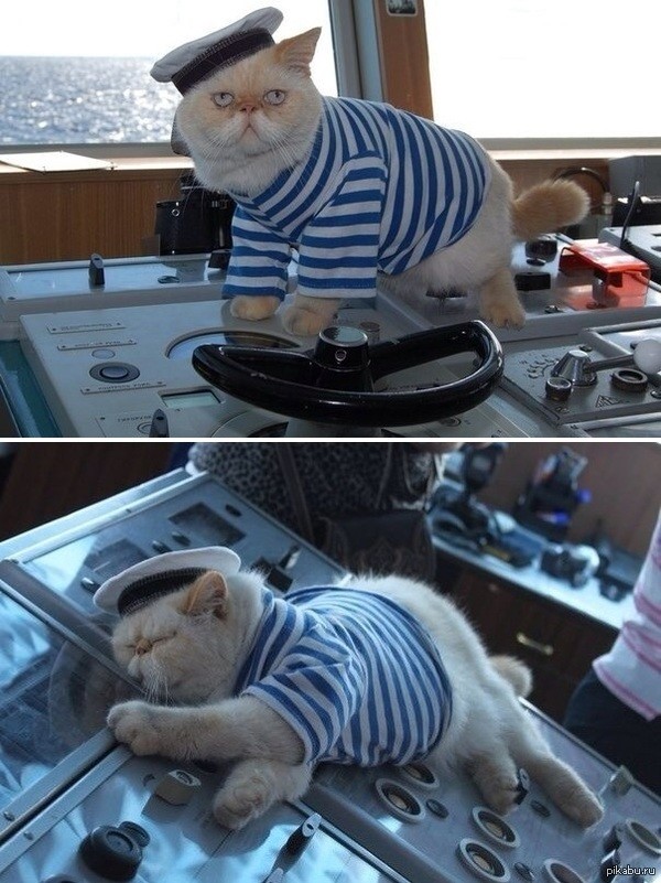 High Quality sleep drunk boat sailor cat Blank Meme Template