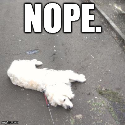 image tagged in funny,dogs | made w/ Imgflip meme maker
