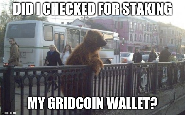 City Bear Meme | DID I CHECKED FOR STAKING; MY GRIDCOIN WALLET? | image tagged in memes,city bear | made w/ Imgflip meme maker