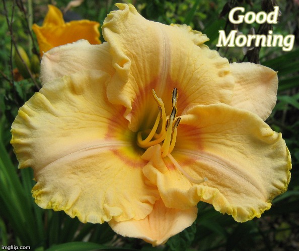 Good morning | Good   
Morning | image tagged in memes,good morning,good morning flowers | made w/ Imgflip meme maker