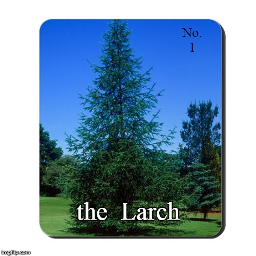 MPFC | No. 1; the  Larch | image tagged in funny | made w/ Imgflip meme maker