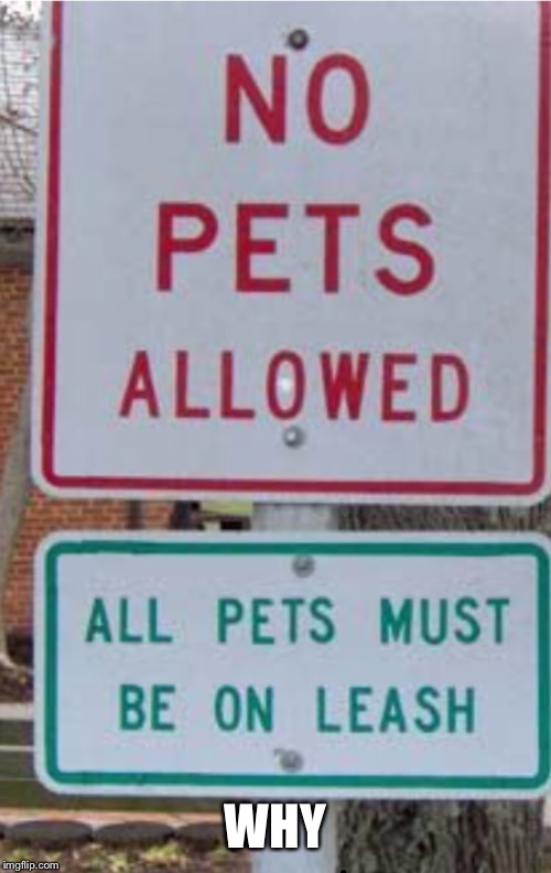 WHY | image tagged in funny street signs,pets,memes | made w/ Imgflip meme maker