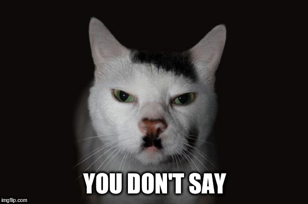 Hitler Cat | YOU DON'T SAY | image tagged in hitler cat | made w/ Imgflip meme maker