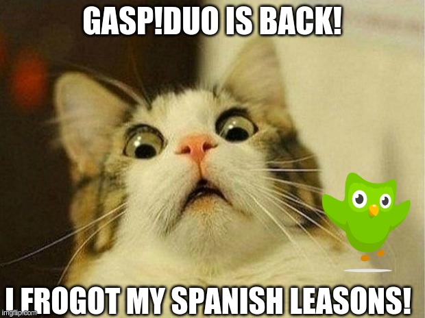 Scared Cat | GASP!DUO IS BACK! I FROGOT MY SPANISH LEASONS! | image tagged in memes,scared cat | made w/ Imgflip meme maker