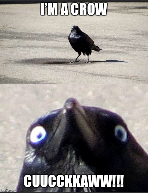 insanity crow | I’M A CROW; CUUCCKKAWW!!! | image tagged in insanity crow | made w/ Imgflip meme maker
