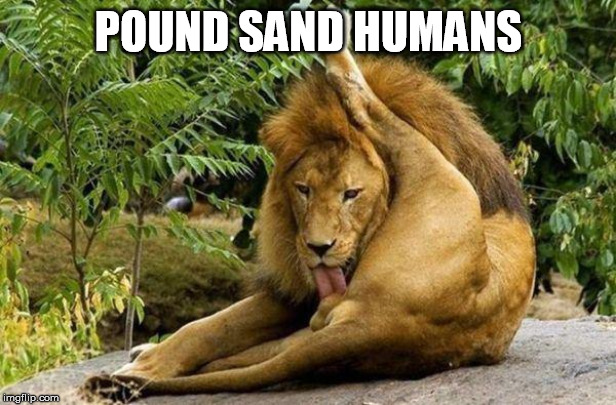 lion licking balls | POUND SAND HUMANS | image tagged in lion licking balls | made w/ Imgflip meme maker
