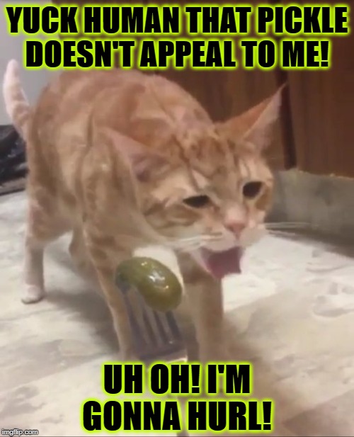 YUCK HUMAN | YUCK HUMAN THAT PICKLE DOESN'T APPEAL TO ME! UH OH! I'M GONNA HURL! | image tagged in yuck human | made w/ Imgflip meme maker