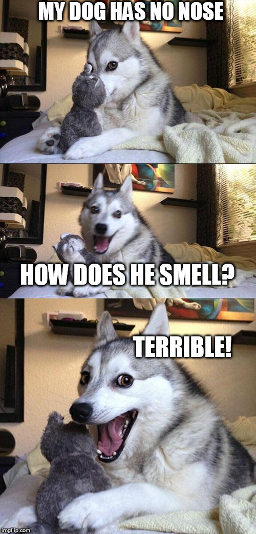 Bad Pun Dog |  MY DOG HAS NO NOSE; HOW DOES HE SMELL? TERRIBLE! | image tagged in memes,bad pun dog | made w/ Imgflip meme maker