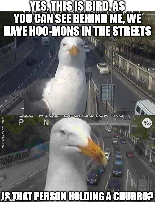 Clueless Bird |  YES, THIS IS BIRD. AS YOU CAN SEE BEHIND ME, WE HAVE HOO-MONS IN THE STREETS; IS THAT PERSON HOLDING A CHURRO? | image tagged in clueless bird | made w/ Imgflip meme maker