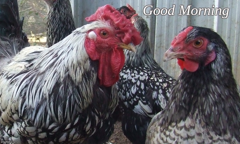 Good Morning | Good Morning | image tagged in good morning,memes,good morningchickens,chickens | made w/ Imgflip meme maker