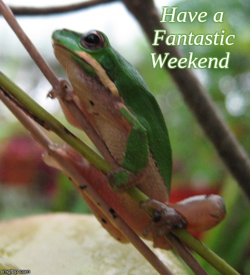 Have a Fantastic Weekend | Have a    
Fantastic  
Weekend | image tagged in memes,good morning,good morning frogs,frogs | made w/ Imgflip meme maker