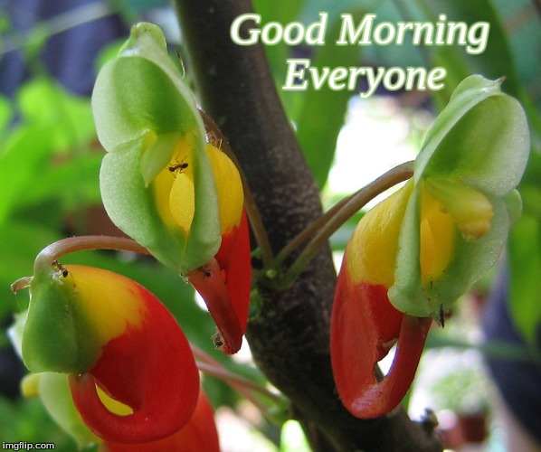 Good Morning Everyone | Good Morning    
Everyone | image tagged in memes,good morning,good morning flowers,flowers | made w/ Imgflip meme maker