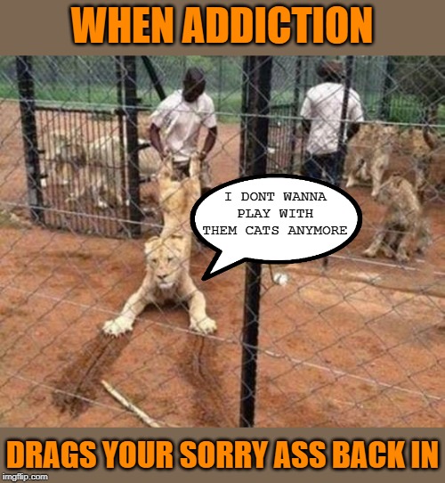 MEEOUT! | WHEN ADDICTION; I DONT WANNA PLAY WITH THEM CATS ANYMORE; DRAGS YOUR SORRY ASS BACK IN | image tagged in addiction,meme addict,drug addiction,meme,life,fuck this shit | made w/ Imgflip meme maker