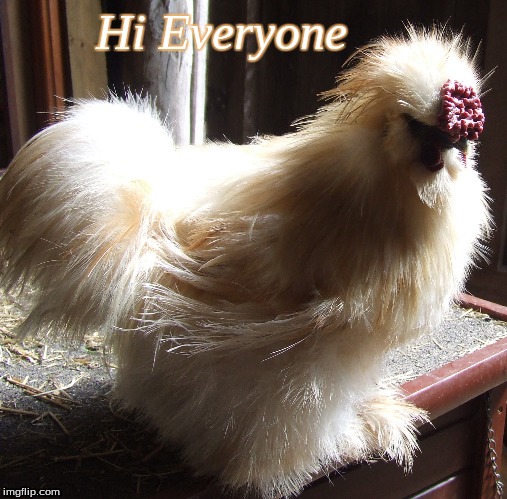Hi Everyone | Hi Everyone | image tagged in hi everyone,memes,chicken,good morning,good morning chickens | made w/ Imgflip meme maker