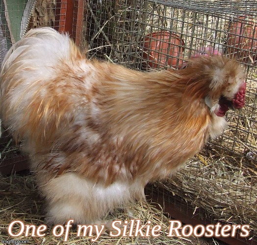One of my Silkie Roosters | One of my Silkie Roosters | image tagged in silkie rooster,silkies,chickens,memes | made w/ Imgflip meme maker