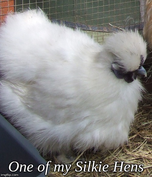 One of my Silkie Hens | One of my Silkie Hens | image tagged in silkie hens,memes,silkies,chickens | made w/ Imgflip meme maker