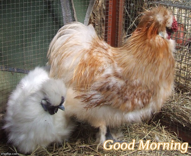 Good Morning | Good Morning | image tagged in memes,good morning,good morning chickens,chickens,silkies | made w/ Imgflip meme maker