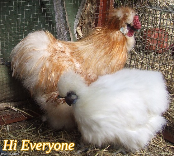 Hi Everyone | Hi Everyone | image tagged in memes,silkies,chickens,hello chickens | made w/ Imgflip meme maker