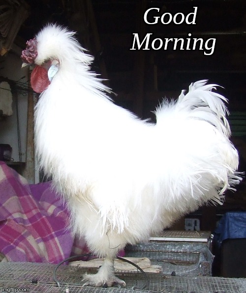 Good Morning | Good       
 Morning | image tagged in memes,good morning,good morning chickens,roosters,chickens,silkies | made w/ Imgflip meme maker