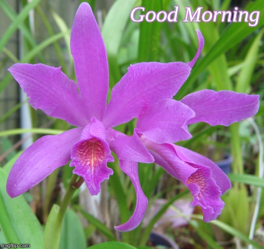 Good Morning | Good Morning | image tagged in memes,good morning,good morning flowers,flowers,orchids | made w/ Imgflip meme maker