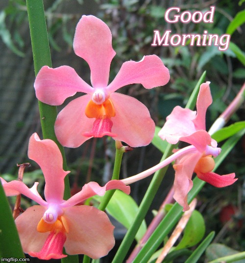 Good Morning | Good     
Morning | image tagged in memes,good morning,flowers,orchids,good morning flowers | made w/ Imgflip meme maker