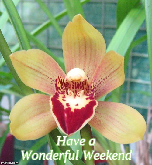 Have a Wonderful Weekend | Have a Wonderful Weekend | image tagged in memes,good morning,good morning flowers,flowers,orchids,weekend flowers | made w/ Imgflip meme maker