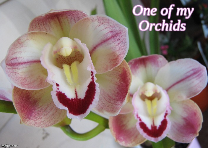One of my Orchids | One of my   
Orchids | image tagged in orchids,flowers,memes | made w/ Imgflip meme maker