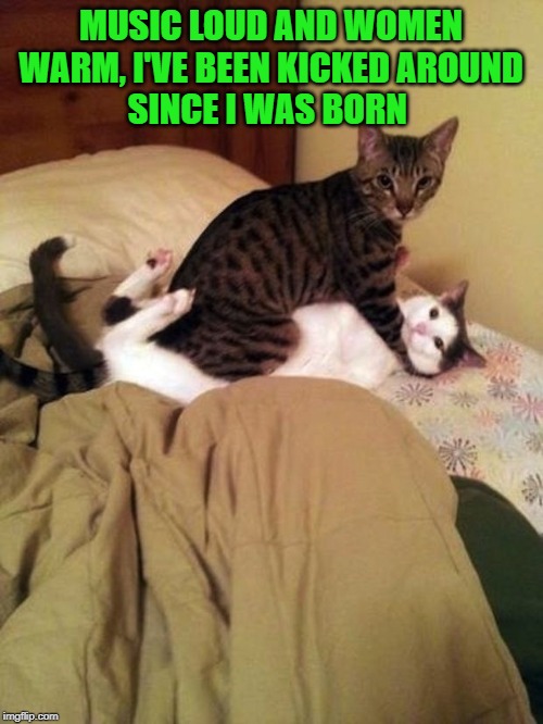 DIRTY CATS | MUSIC LOUD AND WOMEN WARM, I'VE BEEN KICKED AROUND
SINCE I WAS BORN | image tagged in dirty cats | made w/ Imgflip meme maker