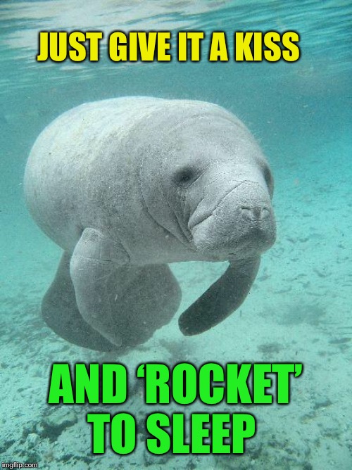Manatee | JUST GIVE IT A KISS AND ‘ROCKET’ TO SLEEP | image tagged in manatee | made w/ Imgflip meme maker
