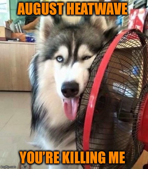 Can you relate? | AUGUST HEATWAVE; YOU’RE KILLING ME | image tagged in dog,august,heatwave | made w/ Imgflip meme maker