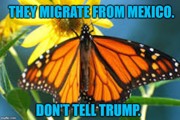 Migrating Monarchs | THEY MIGRATE FROM MEXICO. DON'T TELL TRUMP. | image tagged in politics | made w/ Imgflip meme maker