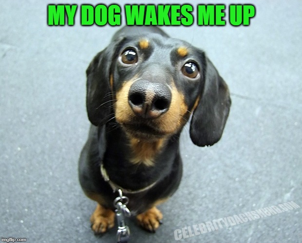 cute daschund puppy | MY DOG WAKES ME UP | image tagged in cute daschund puppy | made w/ Imgflip meme maker