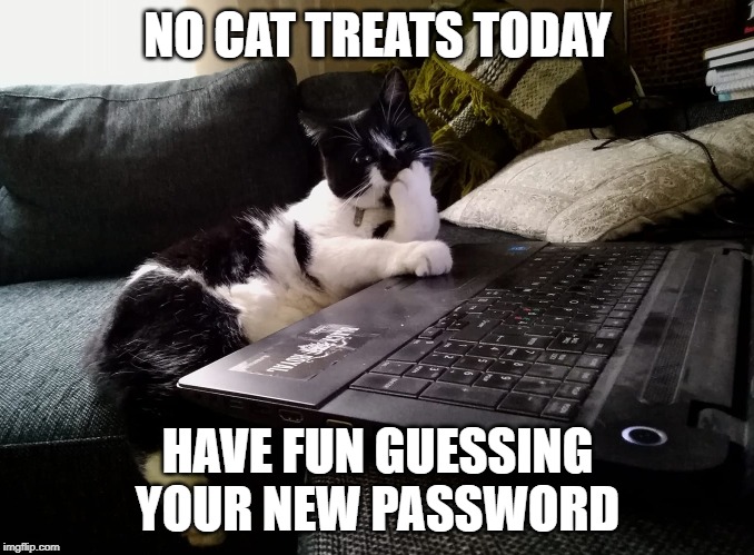 Cat with evil plans | NO CAT TREATS TODAY; HAVE FUN GUESSING YOUR NEW PASSWORD | image tagged in cat with evil plans | made w/ Imgflip meme maker