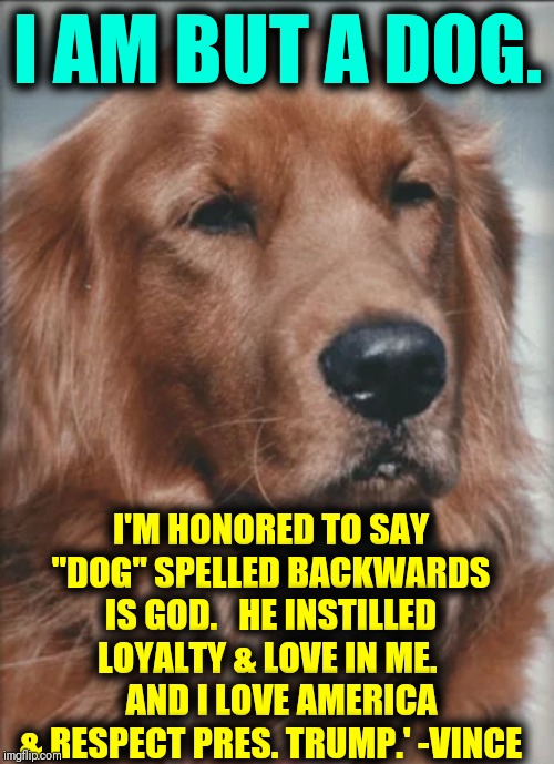 I Am Dog: Hear Me Bark! | I AM BUT A DOG. I'M HONORED TO SAY "DOG" SPELLED BACKWARDS IS GOD.   HE INSTILLED LOYALTY & LOVE IN ME.     AND I LOVE AMERICA & RESPECT PRES. TRUMP.' -VINCE | image tagged in vince vance,dogs,intelligent dog,president trump,respecting the president,presidency | made w/ Imgflip meme maker