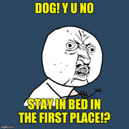 Y U No Meme | DOG! Y U NO STAY IN BED IN THE FIRST PLACE!? | image tagged in memes,y u no | made w/ Imgflip meme maker