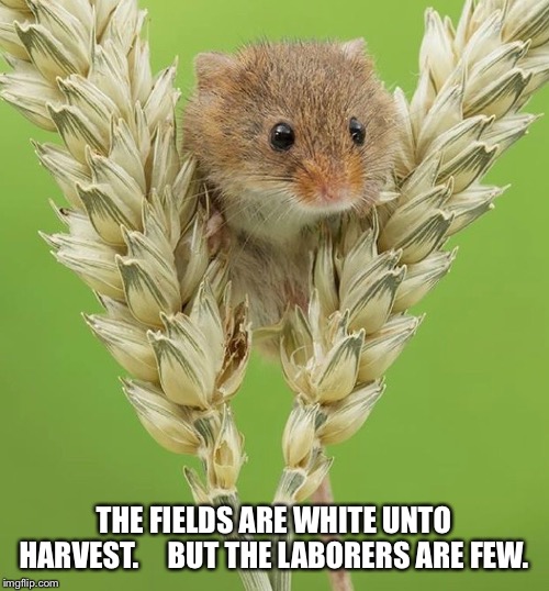 THE FIELDS ARE WHITE UNTO HARVEST.     BUT THE LABORERS ARE FEW. | made w/ Imgflip meme maker