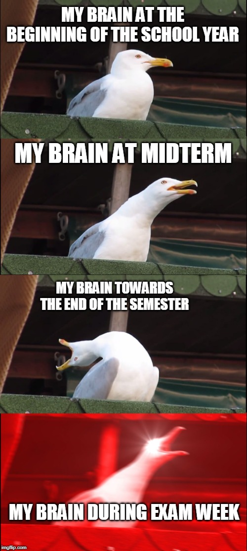 Inhaling Seagull Meme | MY BRAIN AT THE BEGINNING OF THE SCHOOL YEAR; MY BRAIN AT MIDTERM; MY BRAIN TOWARDS THE END OF THE SEMESTER; MY BRAIN DURING EXAM WEEK | image tagged in memes,inhaling seagull | made w/ Imgflip meme maker