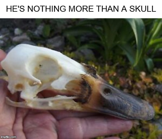 He's Nothing More Than A Skull | HE'S NOTHING MORE THAN A SKULL | image tagged in skull,duck | made w/ Imgflip meme maker