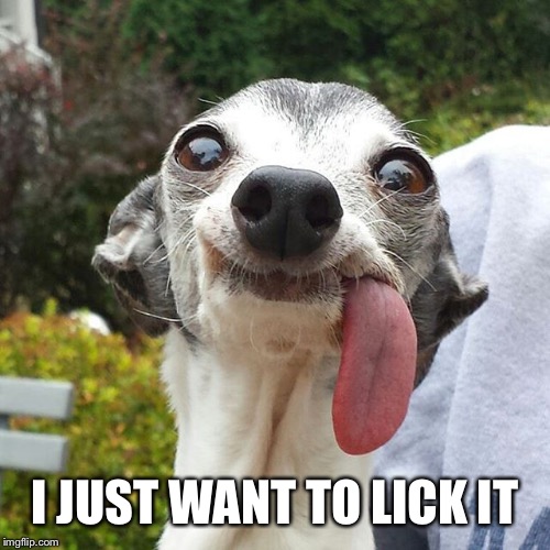Dog tongue | I JUST WANT TO LICK IT | image tagged in dog tongue | made w/ Imgflip meme maker