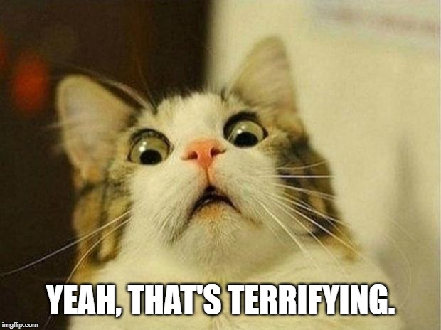 Scared Cat Meme | YEAH, THAT'S TERRIFYING. | image tagged in memes,scared cat | made w/ Imgflip meme maker