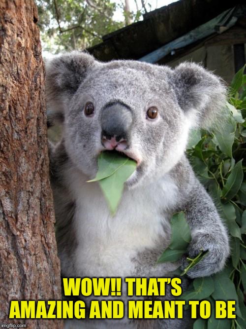 Surprised Koala Meme | WOW!! THAT’S AMAZING AND MEANT TO BE | image tagged in memes,surprised koala | made w/ Imgflip meme maker