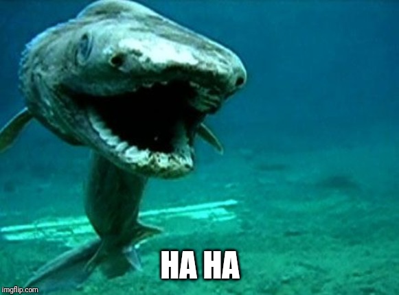 Frilled shark | HA HA | image tagged in frilled shark | made w/ Imgflip meme maker