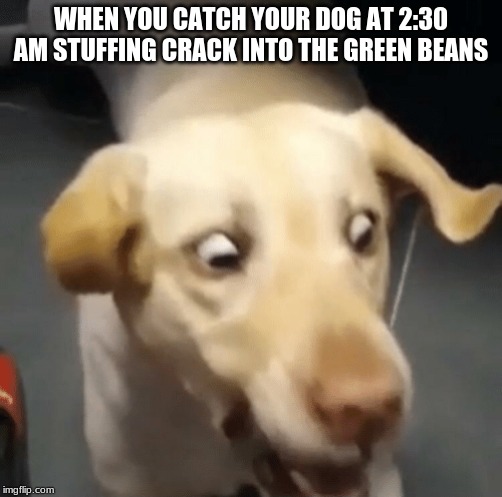 WHEN YOU CATCH YOUR DOG AT 2:30 AM STUFFING CRACK INTO THE GREEN BEANS | image tagged in memes,dog,surprised | made w/ Imgflip meme maker