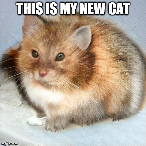 this is my cat | THIS IS MY NEW CAT | image tagged in this is my cat,cats,animals | made w/ Imgflip meme maker