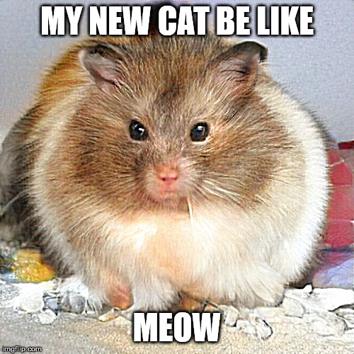 This is also my cat | MY NEW CAT BE LIKE; MEOW | image tagged in this is also my cat,cats,animals | made w/ Imgflip meme maker