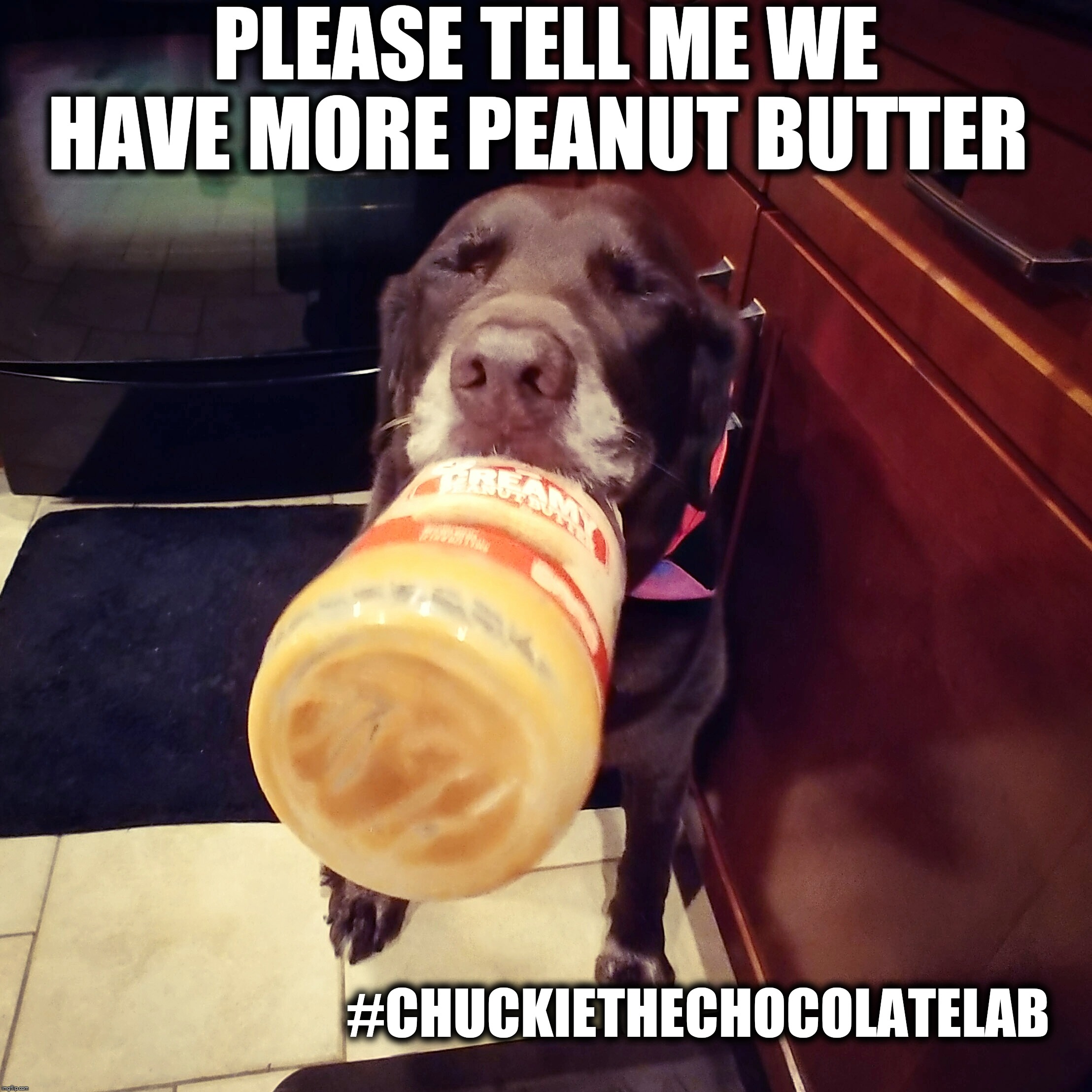 I need peanut butter | PLEASE TELL ME WE HAVE MORE PEANUT BUTTER; #CHUCKIETHECHOCOLATELAB | image tagged in chuckie the chocolate lab,dogs,peanut butter,memes,cute,funny | made w/ Imgflip meme maker