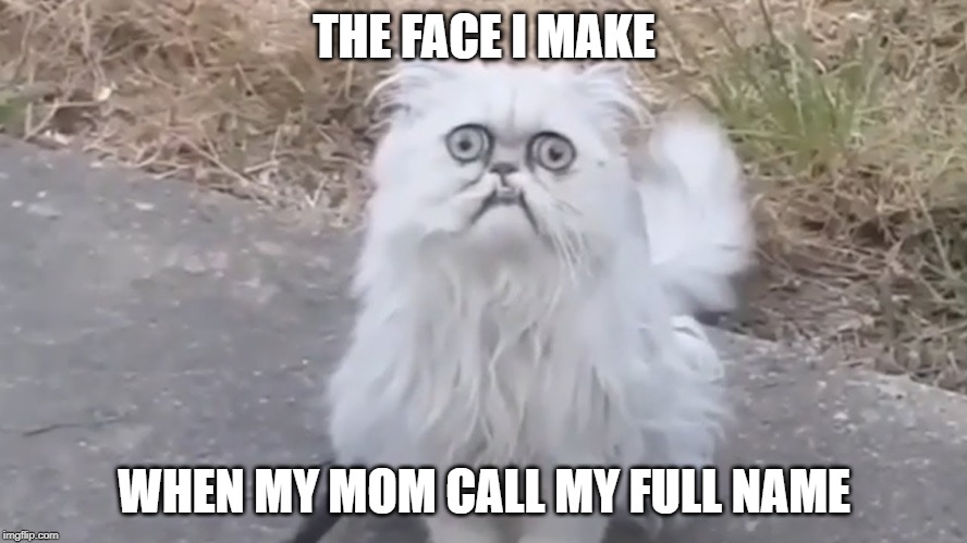 rip me | THE FACE I MAKE; WHEN MY MOM CALL MY FULL NAME | image tagged in white cat | made w/ Imgflip meme maker