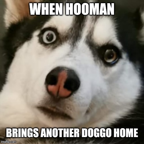 Surprised doggo | WHEN HOOMAN; BRINGS ANOTHER DOGGO HOME | image tagged in doggo,surprised dog,that moment when | made w/ Imgflip meme maker