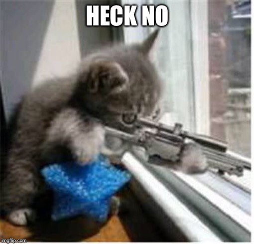 cats with guns | HECK NO | image tagged in cats with guns | made w/ Imgflip meme maker
